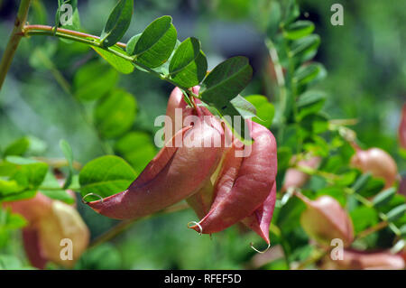 Vessie-senna, Gelbe Blasenstrauch, pukkanó dudafürt, Colutea arborescens, Hongrie, Magyarország, Europe Banque D'Images