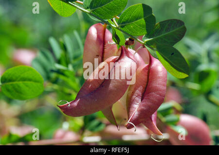 Vessie-senna, Gelbe Blasenstrauch, pukkanó dudafürt, Colutea arborescens, Hongrie, Magyarország, Europe Banque D'Images