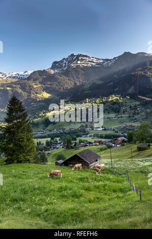 La Suisse, les Alpes, Berner Oberland, Grindelwald, printemps. Banque D'Images