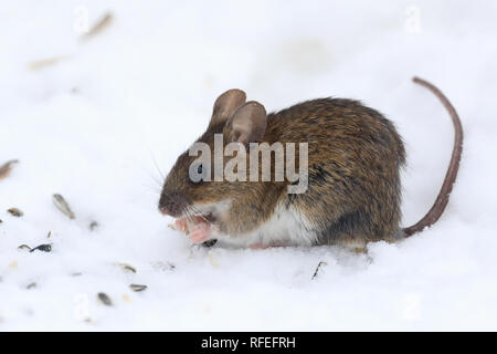 Souris à cou jaune Banque D'Images