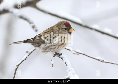 Sizerin flammé en hiver Banque D'Images
