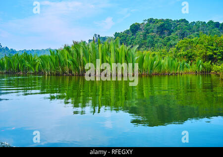 La pittoresque forêt de palmier nipa contre le vert sombre des collines sur la rive de la rivière Kangy Chaung Tha, zone de loisirs, le Myanmar. Banque D'Images