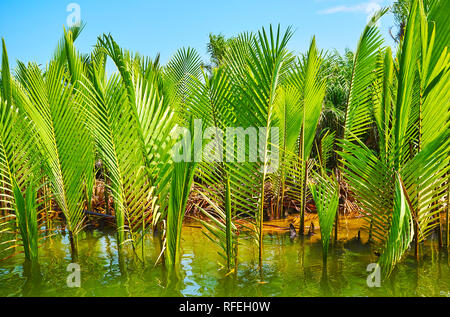 Les jeunes plantes verte juteuse de palmier nipa, grandissant dans l'eau salée de la rivière Kangy, Chaung Tha zone, le Myanmar. Banque D'Images