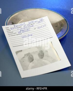 DEU Allemagne Düsseldorf : police fédérale Police NRW crime investigation service technique. Unité d'empreintes digitales. DEU Allemagne Banque D'Images