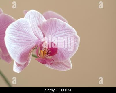 Orchid close up still life Banque D'Images