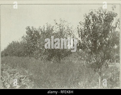 . John A. Cannedy livre de fruits : fruits et arbres d'ornement, les petits fruits, raisins, roses, d'arbustes, etc.. Pépinière d'arbres fruitiers ; catalogues de l'Illinois Illinois catalogues ; des arbres fruitiers Middle West catalogues ; arbres ornementaux, Illinois ; catalogues d'arbres ornementaux ; catalogues Middle West Illinois roses roses ; Catalogues Catalogues Middle West Illinois ; baies catal. f. . Caxnedy fruit du crochet. 27. Un jeune Jonathan et Elberta verger. .Des pêchers plantés entre les pommiers. Cette méthode est rentable, mais les arbres auront besoin de soin supplémentaire. * Sneed-très tôt. Fruits, moyen ; peau, blanc verdâtre, de sorte Banque D'Images