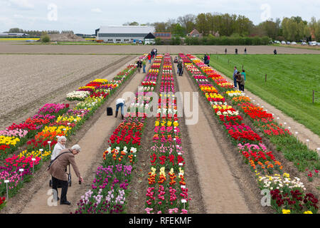 Jardin avec exposition de plusieurs sortes de tulipes, les Pays-Bas Banque D'Images