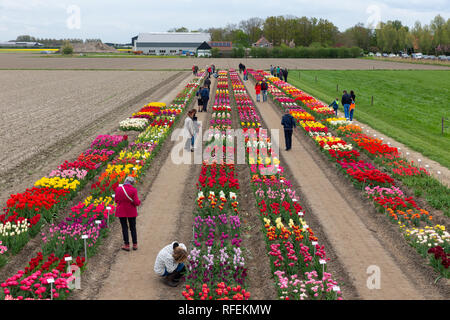 Jardin avec exposition de plusieurs sortes de tulipes, les Pays-Bas Banque D'Images