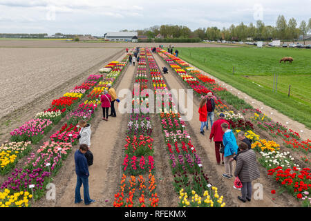 Jardin avec exposition de plusieurs sortes de tulipes, les Pays-Bas Banque D'Images