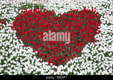 Jardin avec tulipes tulipes rouges en forme de cœur Banque D'Images