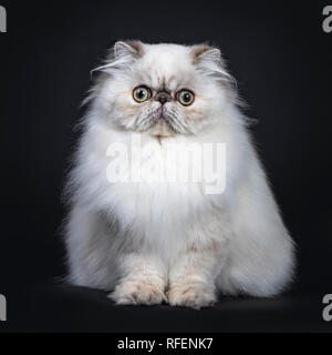 Fluffy mignon chat Persan tabby point / chaton assis face à l'avant. Avec de grands yeux ronds. Isolé sur fond noir Banque D'Images