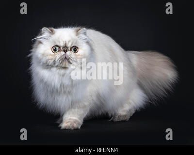 Fluffy mignon chat Persan tabby point / chaton debout, marcher côté. À la caméra à côté avec de grands yeux ronds. Isolé sur fond noir Banque D'Images