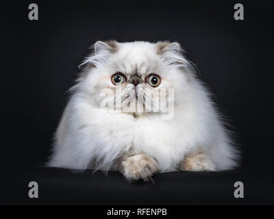 Fluffy mignon chat Persan tabby point / chaton portant vers l'avant. Avec de grands yeux ronds. Isolé sur fond noir. Banque D'Images