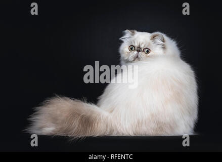 Fluffy mignon chat Persan tabby point / chaton assis en arrière. À la recherche avec de grands yeux ronds. Isolé sur fond noir. Banque D'Images