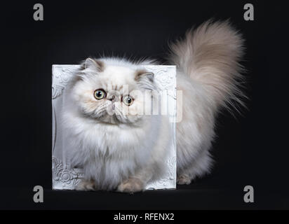 Fluffy mignon chat Persan tabby point / chaton blanc au travers de l'article cadre photo. Avec de grands yeux ronds. Isolé sur fond noir. Banque D'Images