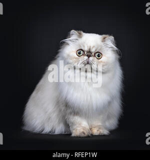 Fluffy mignon chat Persan tabby point / chaton assis face à l'avant. Avec de grands yeux ronds. Isolé sur fond noir. Banque D'Images