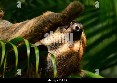 Magnifique coucher deux doigts paresseux (Choloepus hoffmanni) dans le zoo de Thaï Banque D'Images