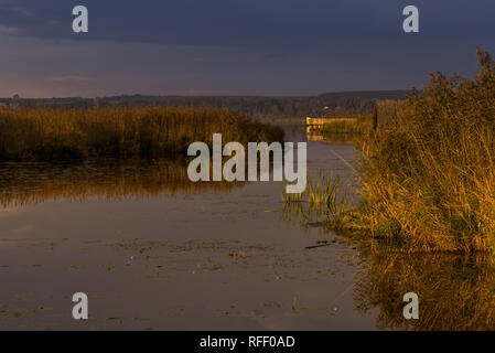 Matin humeur au Federsee, Bad Buchau, Baden-Wurttemberg, Allemagne Banque D'Images