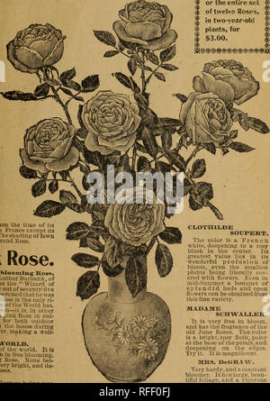 . Offre spéciale : 25 magnifiques aubaines à roses, bulbes, plantes, semences, 1902. Les catalogues de l'Ohio de pépinière ; plantes ornementales ; Roses, Catalogues Catalogues Catalogues ; fleurs ; bulbes (plantes) Catalogues. G-reenhouses Ville Champion, Springfielcl, Ohio. Hardy jamais =Rosiers. COLLECTION "CHAMPION"*, nous avons souvent été invités à nommer les roses qui sont en culotte bouffante. Nous avons combiné dans cette collection seulement de telles sortes que fleurissent librement, et qui passeront le temps zéro. Si vous souhaitez que les roses qui sont assez rustique pour tenir des hivers froids et fleurissent tout l'été, vous voulez que le "champion" Banque D'Images