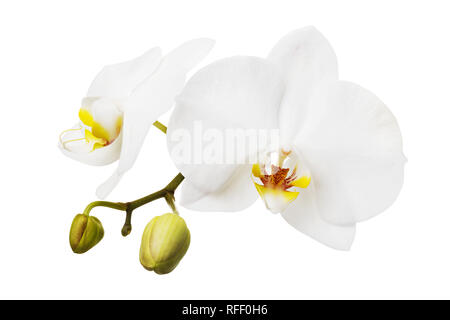 La branche d'une orchidée blanche en fleurs ayant une couleur jaune sur la lèvre. Isolé des fleurs Banque D'Images
