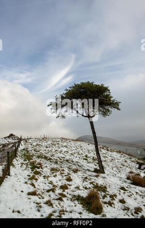 Arbre isolé dans la neige sur le dos de Tor, l'espoir Vallée, Peak District Banque D'Images