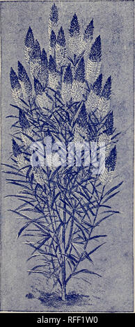 . Catalogue descriptif annuel de semences : &amp;c.. Pépinière Massachusetts Boston catalogues ; catalogues ; Graines de légumes graines de fleurs catalogues ; bulbes (plantes) ; Catalogues Catalogues de semences de graminées ; Matériel et fournitures de jardinage ; Catalogues Catalogues de fruits. Maître-l'Améthyste. TAPDRAG3S01V.-La reine Victoria.. ASTER. Pasony-Flowered la perfection. "L'Améthyste" donne une pause dans la bonne direction. Les fleurs, blanc pur lors de l'ouverture, suppose qu'elle se déroule, à partir de l'extrémité, vers le milieu de la vaste petal une charmante teinte bleu clair de grand effet, à savoir, un riche amethysti Banque D'Images