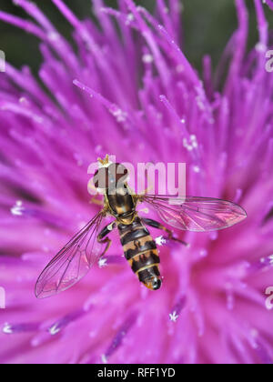 Toxomerus occidentalis sur une fleur pourpre en Californie Banque D'Images