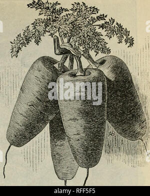 . Burpee's 1902 annuelle ferme : légumes, de fleurs et de semences de ferme. Pépinière en Pennsylvanie Philadelphie catalogues ; catalogues ; Graines de légumes graines de fleurs bulbes ; Catalogues Catalogues (plantes). Jardin des carottes. Les jeunes racines sont excellente compote ou bouilli, soit seul ou avec de la viande, ainsi que pour l'assaisonnement des soupes, ragoûts, etc. Ils sont également délicieux s'ils sont tranchés et frits. Nos stocks sont remarquablement conformes aux types,-de loin supérieure à l'est beaucoup moins cher de graines cultivés en Californie. Les jardiniers qui souhaitent des souches précoces qui viendra à échéance de manière uniforme, ou plus tard, où il est souhaitable d'avoir les racines Banque D'Images