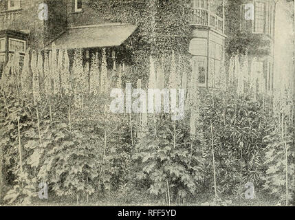 . Plantation en automne. Pittsburgh en Pennsylvanie de pépinière ; catalogues de bulbes (plantes) ; Catalogues Catalogues d'ornement ; plantes, graines de fleurs, arbustes Catalogues Catalogues. Menus ET LES PRIX À L'IMPORTATION POUR L'automne de 1902 19. English Haut de la photo (Delphiniums ; GRANDS DELPHINIUMS ANGLAIS Je suis tenté de dire que l'amélioration de l'anglais Delphiniums sont les plus belles plantes rustiques en culture, mais je suis aussi tenté de dire cela d'une vingtaine d'autres choses, et, bien sûr, il est impossible de dire qui est la plus belle de plantes rustiques, car ils ont comme une immense variété de la beauté que l'émerveillement cultiver Banque D'Images