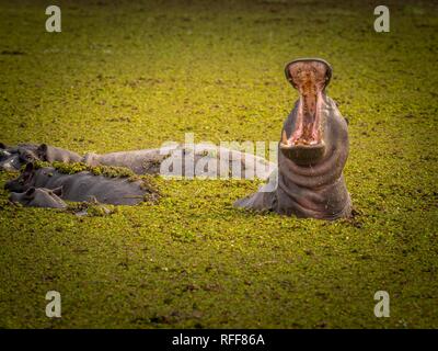 Hippopotame (Hippopotamus amphibius) avec la bouche ouverte, Moremi, Botswana Banque D'Images