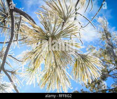 Les aiguilles d'un sapin de Douglas (Pseudotsuga menziesii) recouvert de gelée blanche en hiver, Navajo Loop Trail, Parc National de Bryce Canyon Banque D'Images