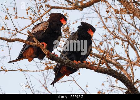 L'aigle Bateleur (Terathopius ecaudatus), deux oiseaux adultes, sur une branche d'arbre, à la recherche de proies, lumière du soir Banque D'Images