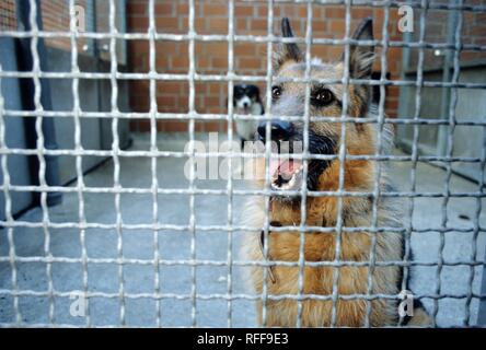 DEU, Allemagne Essen : les chiens dans un refuge pour animaux, dans un chenil Banque D'Images