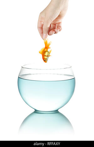 Femme hand holding goldfish aquarium ci-dessus Banque D'Images