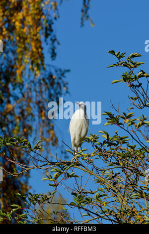 Aigrette garzette (Egretta garzetta) en plumage non-reproduction perché dans un arbre en automne, Village lâche, Kent, Angleterre. Banque D'Images