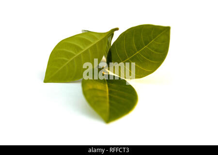 Gardenia augusta aussi connu sous le nom de Jasmine feuilles isolées sur fond blanc. Banque D'Images