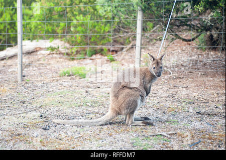 Wallaby à cou rouge à la Bay of Fires, Tasmanie, Australie Banque D'Images