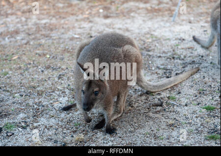 Wallaby à cou rouge à la Bay of Fires, Tasmanie, Australie Banque D'Images