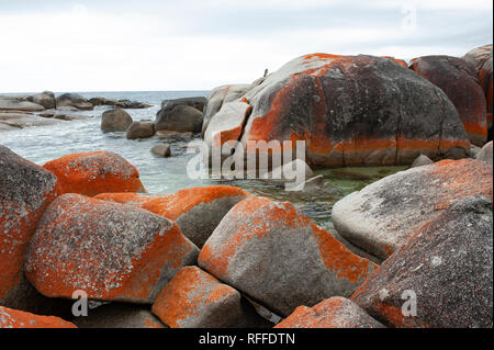 Bay of Fires, Tasmanie, Australie Banque D'Images