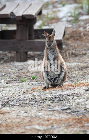 Wallaby à cou rouge à la Bay of Fires, Tasmanie, Australie Banque D'Images