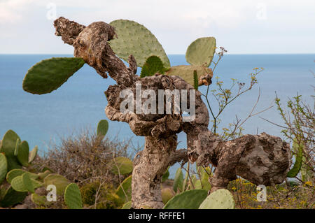 Un cactus Opuntia ficus-indica (famille des Cactaceae) sur Gozo, Malte. Communément appelé figuier de Barbarie, Indian Fig, Barbary Fig. Banque D'Images