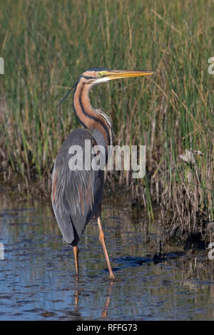 Héron pourpré (Ardea purpurea) Banque D'Images