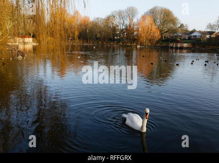 Soleil du matin sur golden de saules et de cygnes blancs sur Charlton Lacs Andover Hampshire Banque D'Images