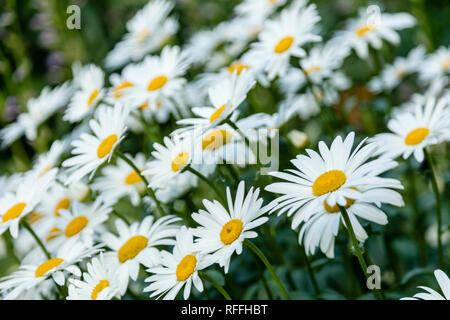 Une photo gros plan de groupe a​ de marguerites shasta avec une faible profondeur de champ. Banque D'Images