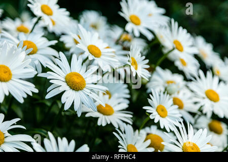 Une photo gros plan de groupe a​ de marguerites shasta avec une faible profondeur de champ. Banque D'Images