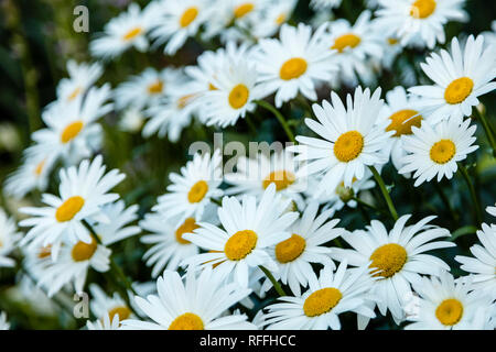 Une photo gros plan de groupe a​ de marguerites shasta avec une faible profondeur de champ. Banque D'Images