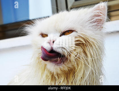 Funny cat humide après bain Banque D'Images