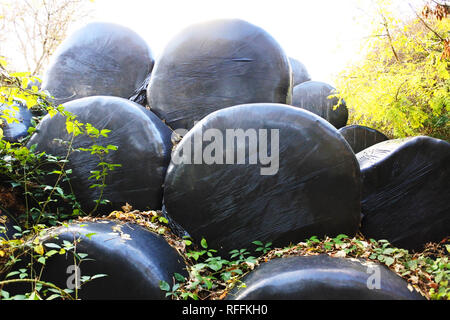 Balles d'ensilage enveloppés de plastique à usage unique noir - John Gollop Banque D'Images