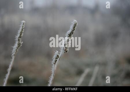 Prairie Frost Banque D'Images