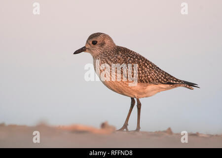 Le pluvier gris (Pluvialis squatarola) sur la plage en lumière du matin. Banque D'Images